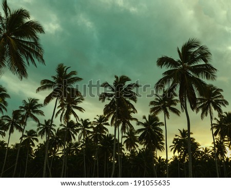 Beautiful sunset, palm trees and azure blue green yellow sky