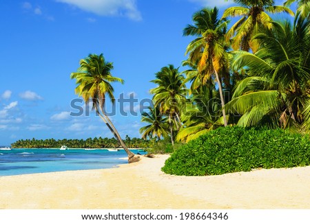 Exotic beach with a lot of palm trees and white sand Exotic beach with a lot of palm trees and white sand