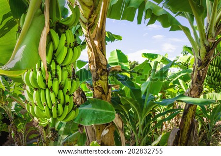 Banana tree with green bananas