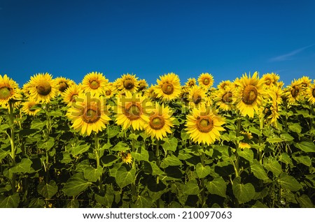 Beautiful landscape with sunflower field over blue sky and bright sun lights, wallpaper, background