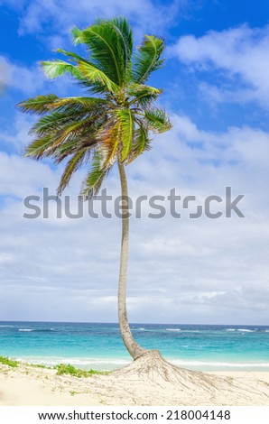 Tall, exotic palm tree on one of beautiful Caribbean beach against azure Caribbean Sea and blue sky