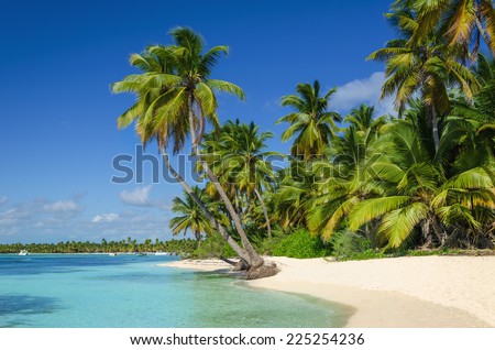 Exotic coast of the Dominican Republic with exotic palm trees on the golden sand, Caribbean Islands