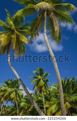 Exotic coast of the Dominican Republic with exotic palm trees on the golden sand, Caribbean Island