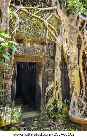 The Ta Prohm Temple in Angkor Wat, known as The Tomb Raider Temple, Siem Reap, Cambodia