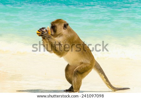 Monkey drinking juice, which she got from a tourist, Monkey Beach, Phi Phi Islands, Thailand
