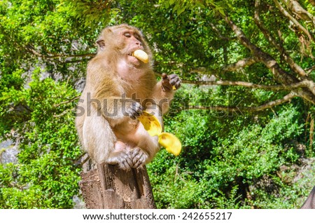 Monkey eating bananas in jungle