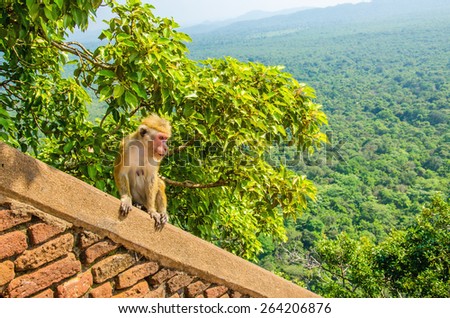 Monkey on the wall of Sigiriya, an ancient palace located in Sri Laka,\
Asia