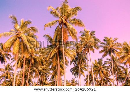 Palm trees on a background of purple sky, amazing sunset