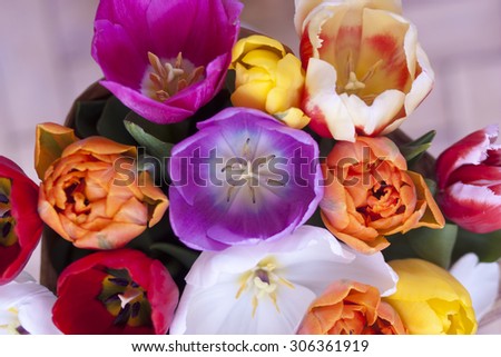 violet, yellow, pink, orange, red and white tulips