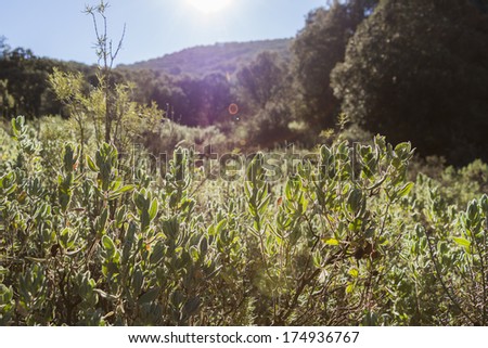 Clear in a forest with bushes outlined by the sun