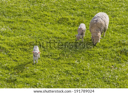 A curious lamb move away from mom and brother