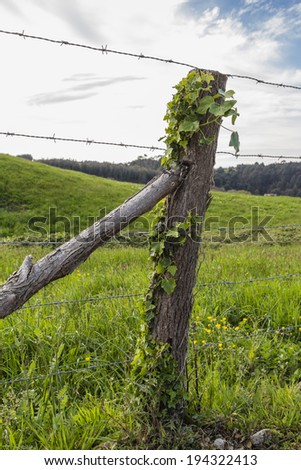Single fence post propped by one pole and shrouded in ivy