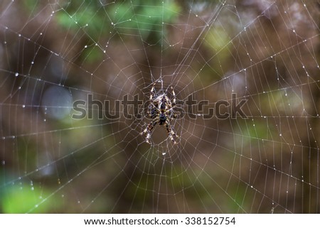 Bottom closeup of garden spider (araneus diadematus), aka cross or diadem spider, patiently guarding its wet, moistured spiderweb. Color stripes go from light yellow to dark grey and is mottled white.