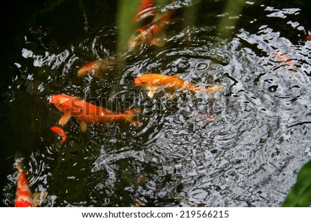 Fish swimming in the garden