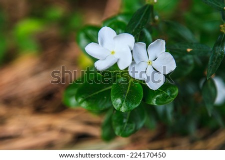 Beautiful white flowers(Gardenia)