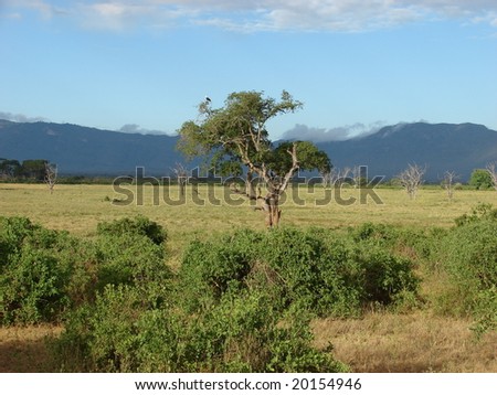 View of Masai savanna in the National Park - Tsavo. In the distant Kenya Mountains visible. Eastern Kenya