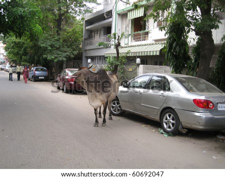 DELHI, INDIA - JULY 18: Holy cow on the street next to vehicles and people on July18, 2010 in Delhi, India.