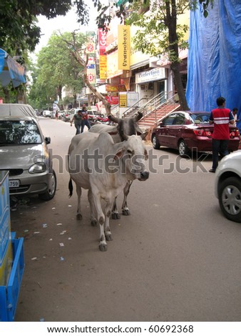 DELHI, INDIA - JULY 18: Holy cows on the street next to vehicles and people on July 18, 2010 in Delhi, India.