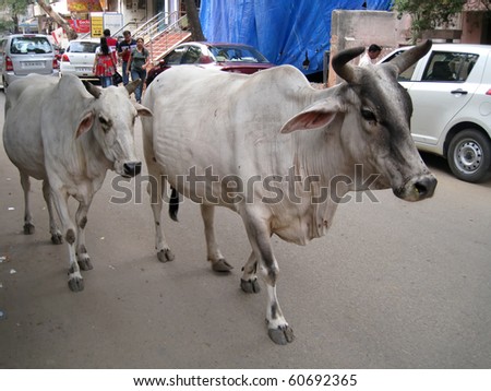 DELHI, INDIA - JULY 18: Holy cows on the street next to vehicles and people on July 18, 2010 in Delhi, India.