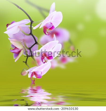 Pink orchids over water