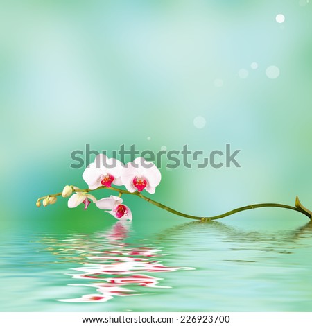 Floral background: white orchid flowers over a backdrop along with reflections in wavy water surface