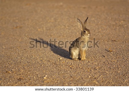 A cottontail rabbit standing on gravel, lit by the sunset