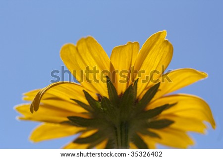An orange zinnia photographed from below against a blue sky