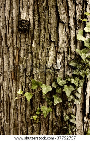 Textured tree bark and a creeping vine
