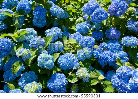 Bunch of blue blooming hydrangea flowers in the spring sunshine
