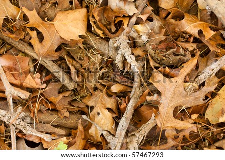 Background image of dry sticks and leaves