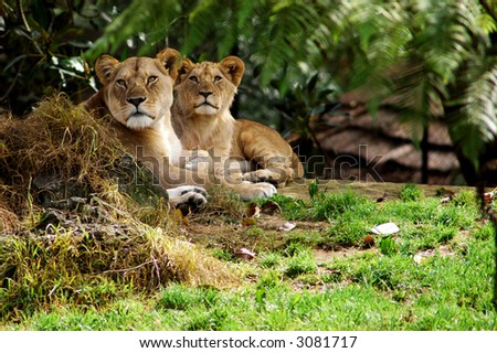 Lion and Cubs