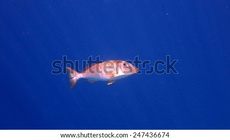 Solitary big fish, Red Sea, Egypt