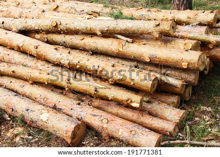 tree felled. log. pine deck. firewood. material. forest. tree. Timber. timber