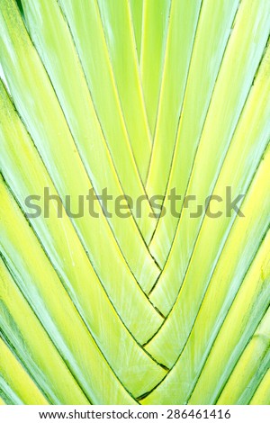 Ravenala palm tree, abstract tropical plant close-up