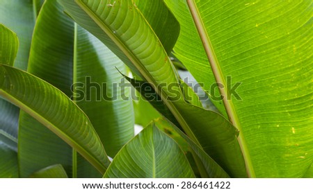 Abstract Tropical banana plant close-up