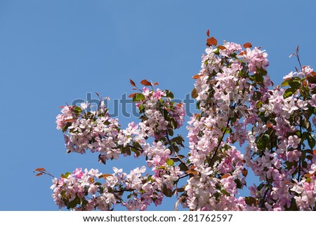 Apple blossom tree on blue sky background
