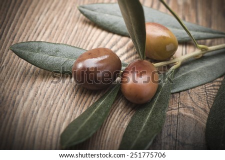 olive branch with three olives from Liguria (Italy)