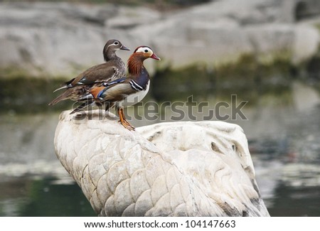 A pair of Mandarin Ducks (a special Chinese bird) stand on the \