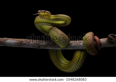One of the high venom snake. This Snake is endemic reptile in java. It\'s very dangerous snake anda have deadly bite.