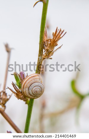 Single Snail on Grass Blade at the suumer time