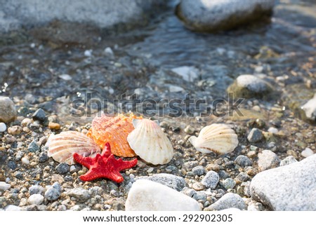 Red Sea star and sea shells at stone beach in the clean water. Travel vacation background
