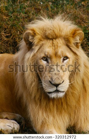 Close up male lion portrait looking to the camera