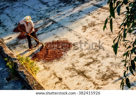 Retalhuleu, Guatemala - April 9, 2015:  Plantation worker turns drying cacao beans in morning sun at Takalik Maya Lodge near pre-Columbian archaeological site Tak\'alik Abaj near Mexican border.
