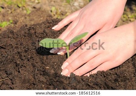 Female hands planting sprout
