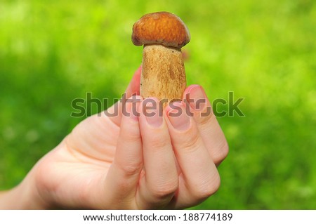 White mushroom in hand on a background of green grass
