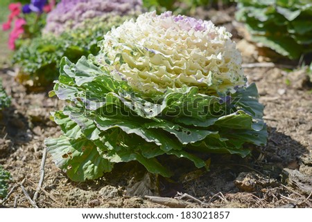 Fancy colored cabbage is grown as an ornamental plant