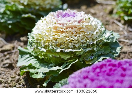 Fancy colored cabbage is grown as an ornamental plant.