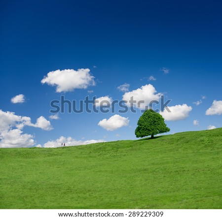 Green tree on a green field on a bright day of spring/green tree on the field/tree