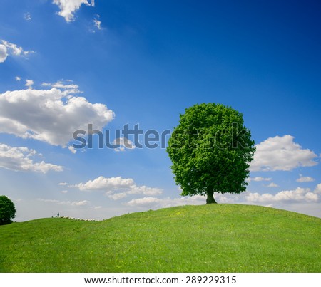 Green tree on a small hill close to a flock of sheep against a blue sky with white clouds, green tree on a hill, green tree,