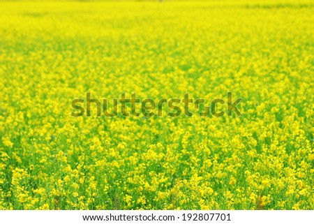 small flowers background
